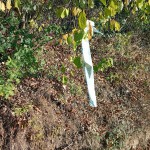IMG-20261020-WA0007 copia 2