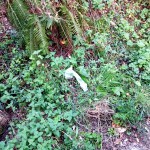 IMG-20261020-WA0012 copia 2